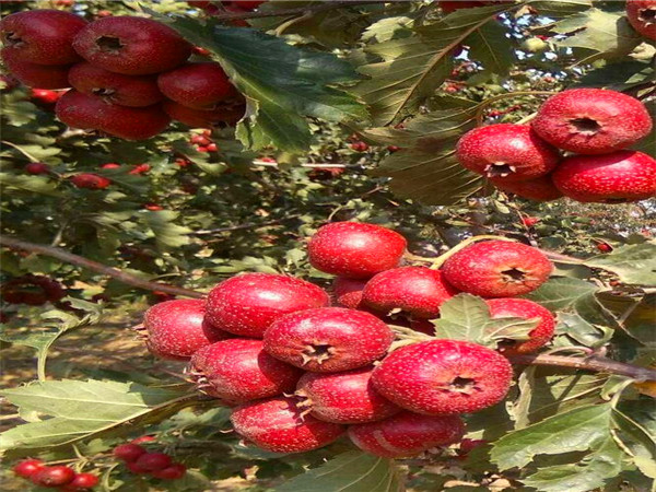 甜山楂樹(shù)苗